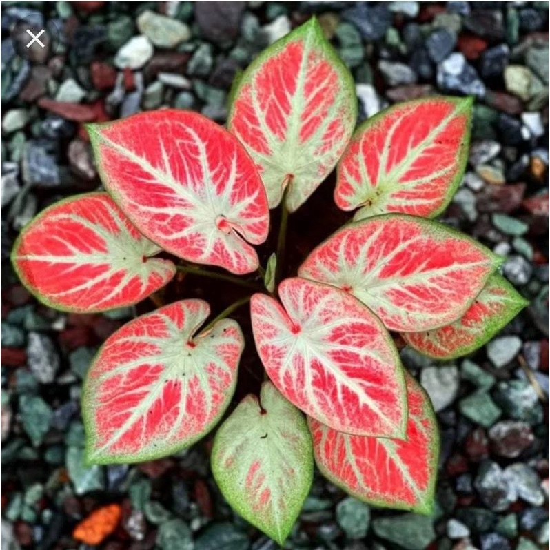 Tanaman Hias Keladi White Bone | Caladium White Bone