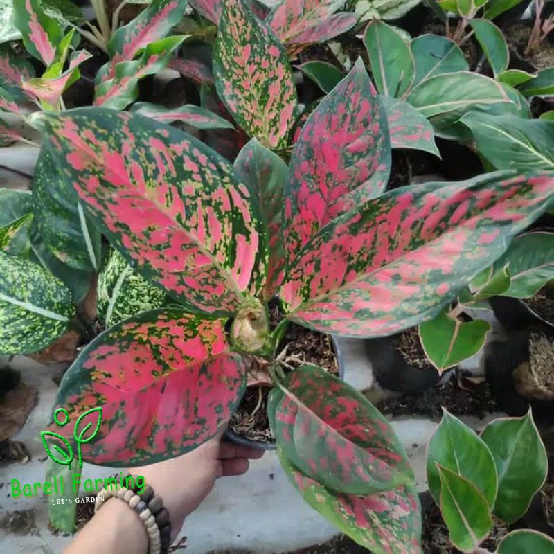 aglonema red venus Dewasa - tanaman hias aglonema venus