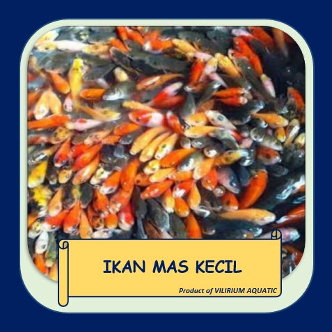 PAKAN IKAN HIDUP - IKAN MAS