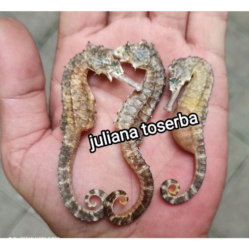 

Hema Kering M Rendam Hai Ma Proses Herbalis Kuda Dewasa Tebal Higienis Terjamin, Lebih Berkhasiat