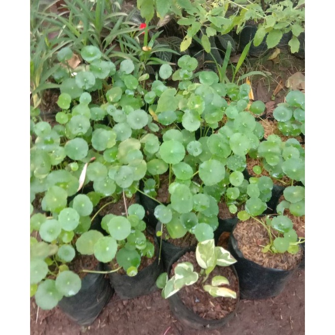 tanaman pegagan tanaman air pegagan