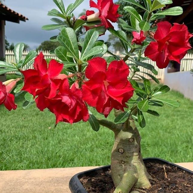 Bibit tanaman hias adenium bunga merah - tanaman hias adenium - adenium