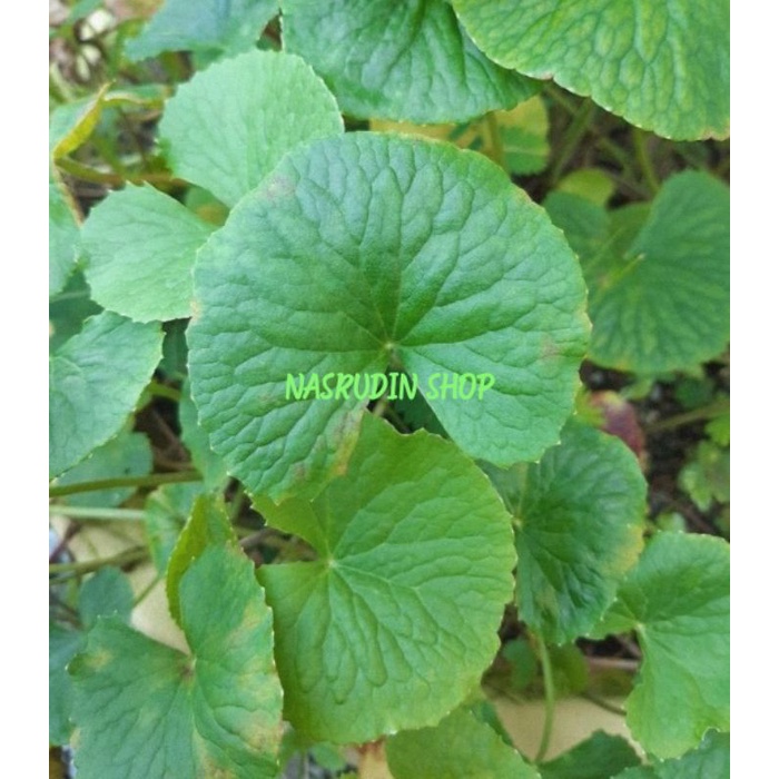 

[Fresh] BIBIT PEGAGAN CABUTAN BIBIT ANTANAN BIBIT DAUN PEGAGAN BIBIT DAUN ANTANAN BIBIT DULANGSONTAK