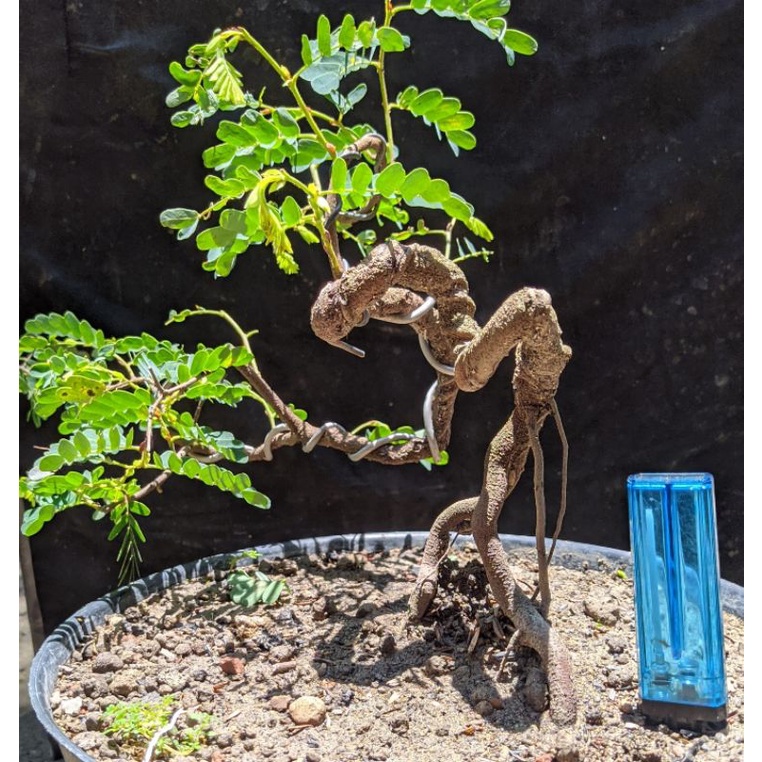 bahan bonsai asem jawa program semi cascade meliuk sesuai gambar