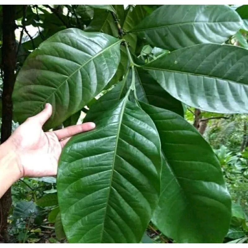 Daun kopi segar termurah