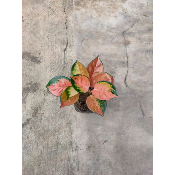 Aglonema sultan brunai dewasa