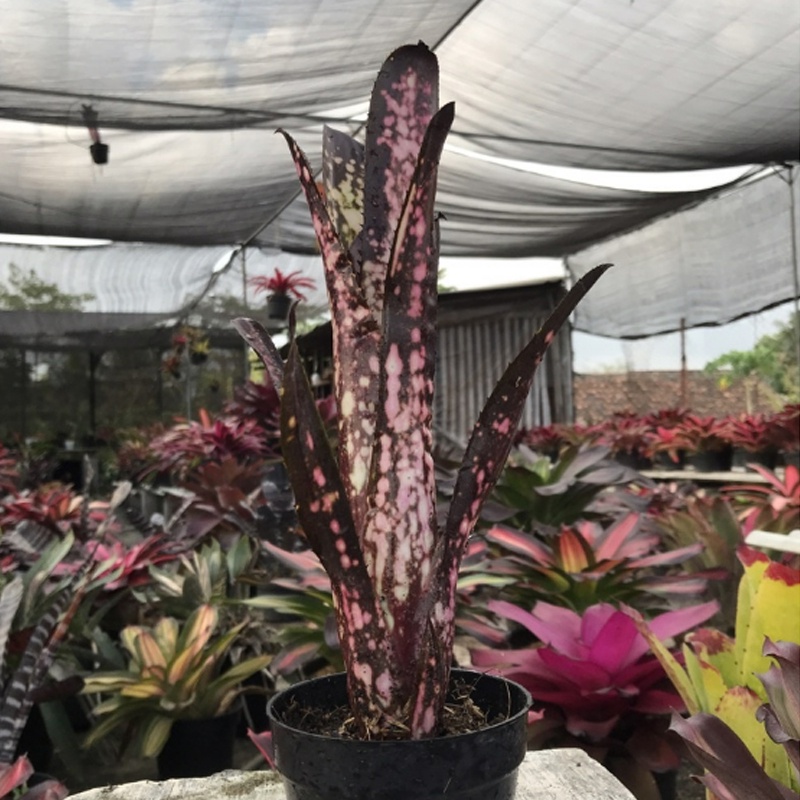 Jual Tanaman Hias Bromelia Billbergia Shopee Indonesia