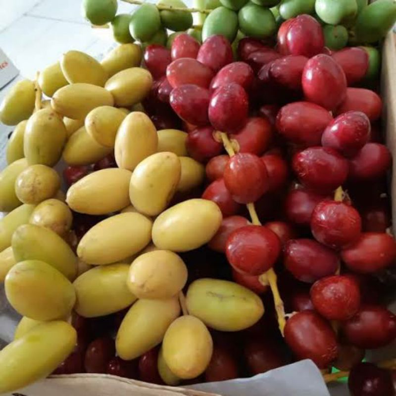 

KHUSUS JAWA TIMUR KURMA MUDA 1 KG LANGSUNG KIRIM FRESH BUKAN FROZEN |WAJIB BACA DESKRIPSI