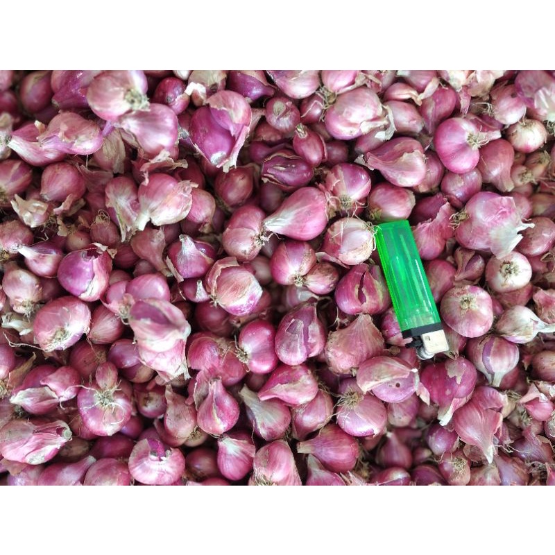 

bawang merah brambang merah onion ukuran rata besar/superan 1KG