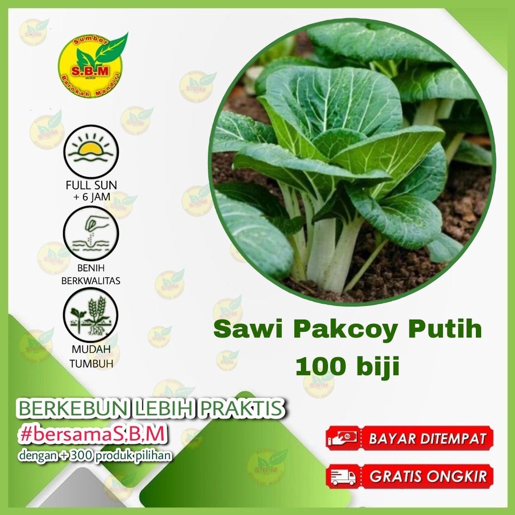 100 Bibit Sawi Pakcoy Batang Putih Unggul Benih Sayuran Pak Choy White Tanaman Sayur Berkualitas Sup
