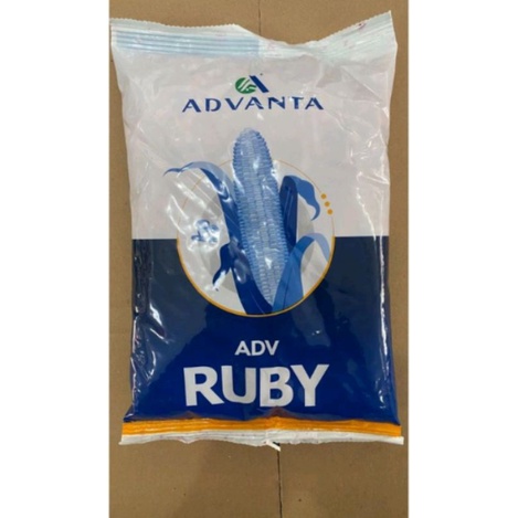 Benih jagung hibrida adv Ruby 1Kg advanta