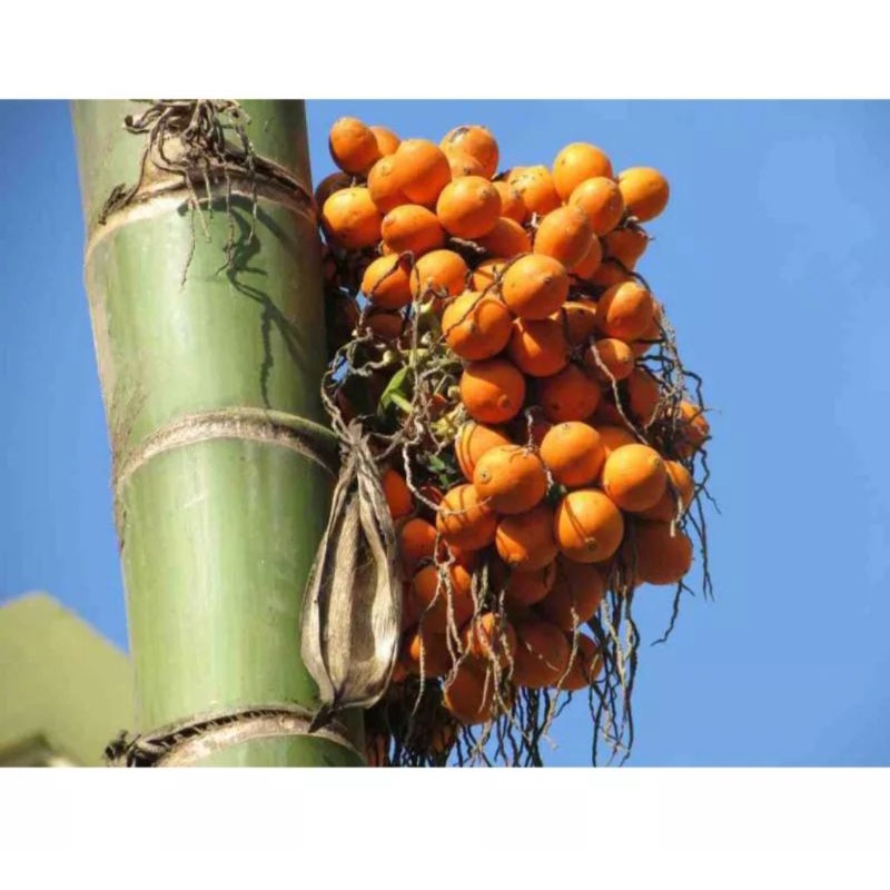 

Buah pinang jame/jambe jambe tua 1 kg terlaris