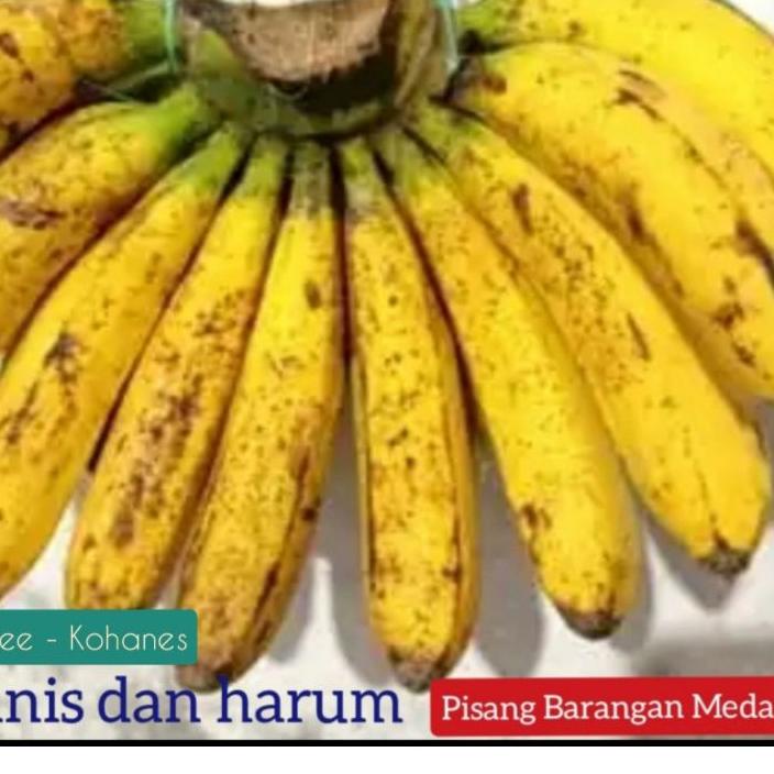 

Murah Ω^ ❅ PISANG BARANGAN MEDAN (ORIGINAL) HARGA 1 SISIR.SUPER KUALITAS ☣ Sale