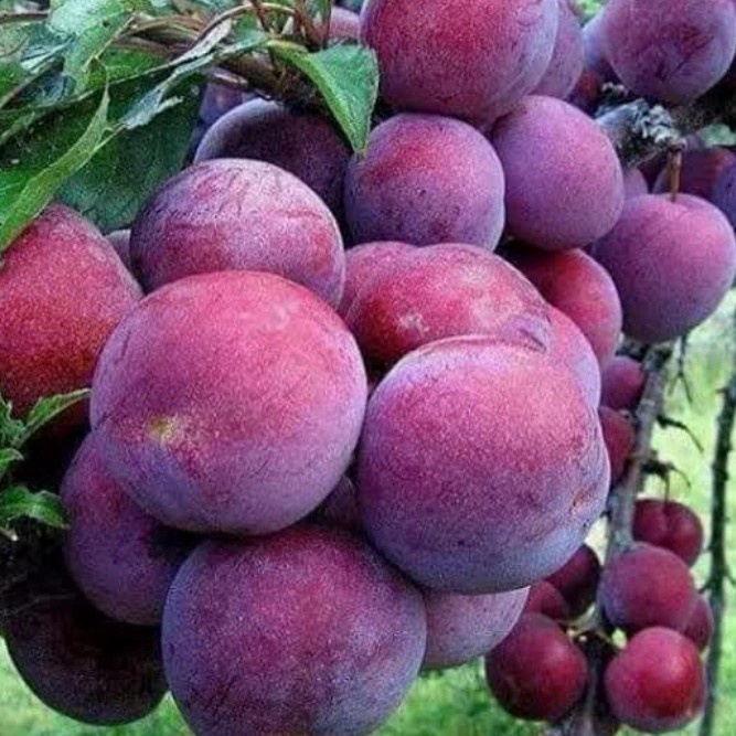 Bibit Tanaman Buah Plum Ausie-Bibit Plum-Bibit Asli Plum
