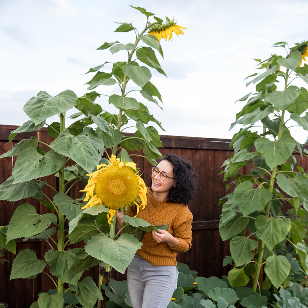 2 Seeds - Sunflower Mammoth Biji Bunga Matahari Bunga Besar Jumbo Biji Bunga Tanaman Hias Flower Seed Murah Termurah - SR0246