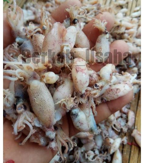 

Termurah dan terbaik BABY CUMI ASIN REBUS FRESH size 1-3cm Per 250gram IKAN ASIN MURAH GROSIR SOTONG KECIL BEBI CUMI ASIN KERING