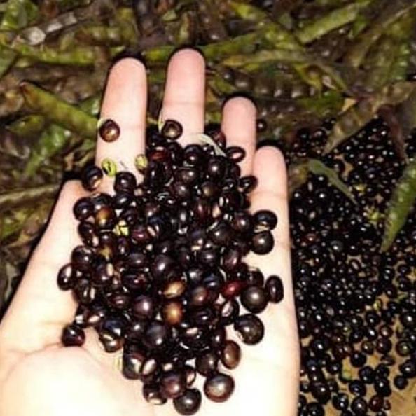 

KODE2t7Sh--Bibit kacang gude (organik) , undis , kacang bali , cajanus cajan