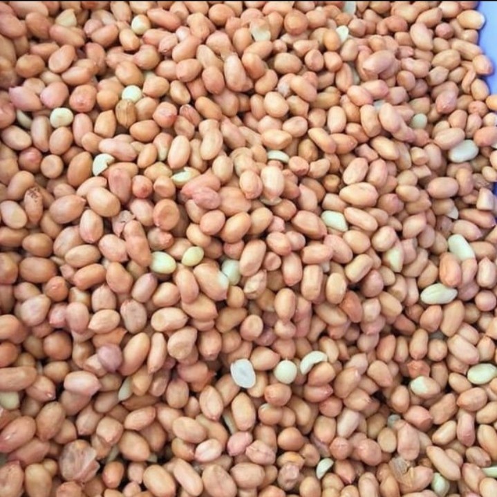 

1kg Kacang tanah super untuk konsumsi