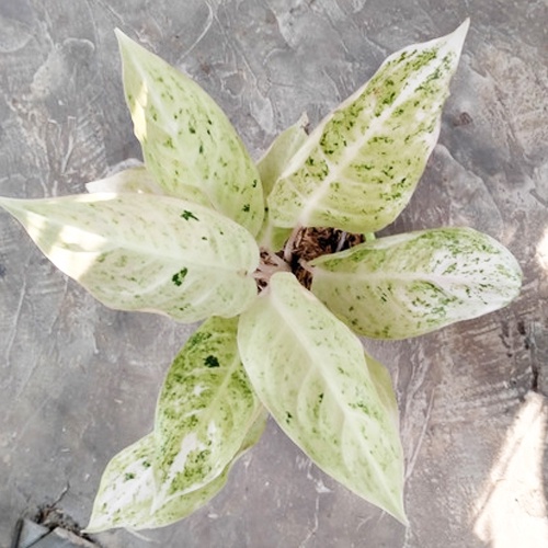 Aglonema White Mayang Dewasa / Aglo White Mayang Rimbun