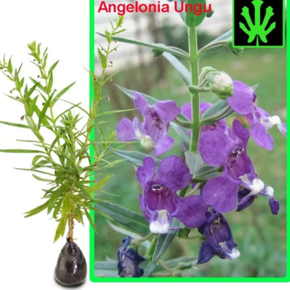 tanaman lavender angelonia bunga ungu / lavender angelonia / tanaman bunga lavender / lavender
