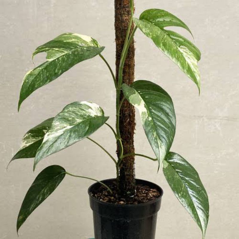 (INYONG PLANT) EPIPREMNUM PINNATUM