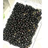 

buah jamblang