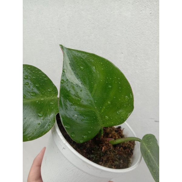 philodendron white princess