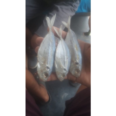 

IKAN ASIN SELAR 1KG