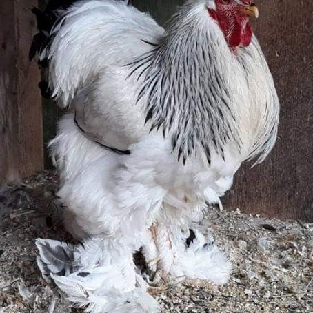 

TRXe3E8q--TELUR AYAM HIAS BRAHMA UNTUK DI TETASKAN