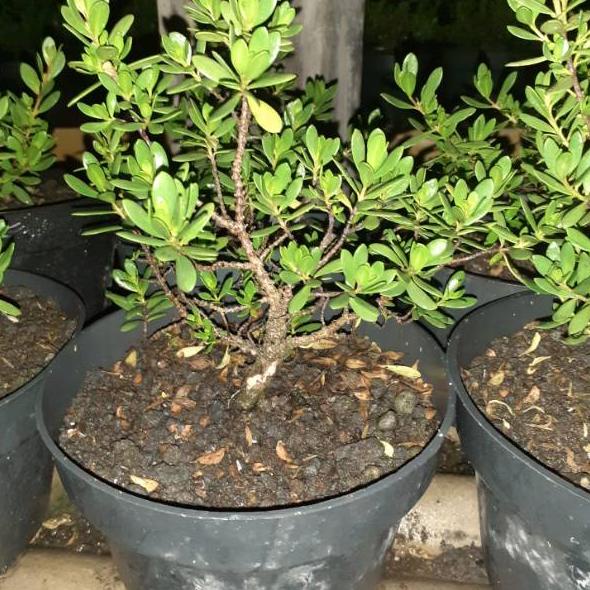 bibit santigi dari biji tanaman hidup "KP.18Oc22ˢ"