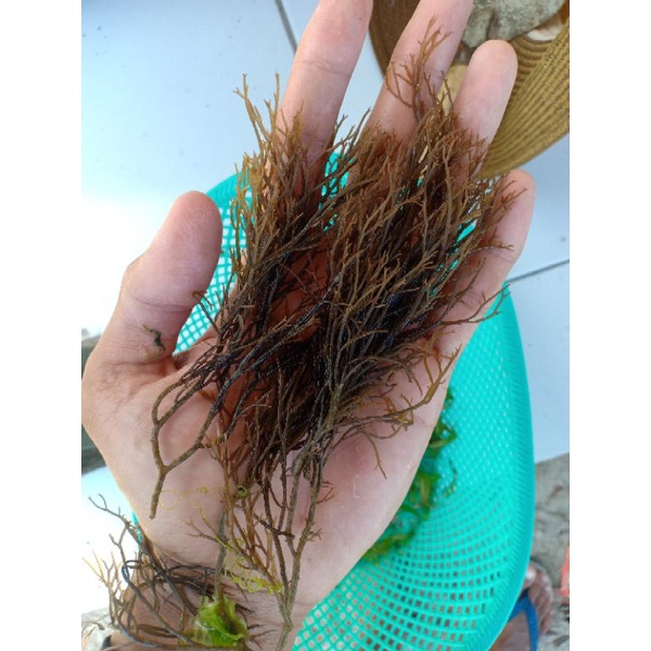 

rumput laut gracilaria coronopifolia