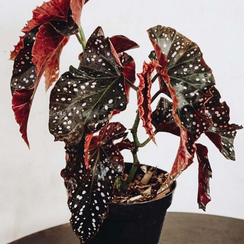 Tanaman Hias Begonia Polkadot Merah ( Besar )