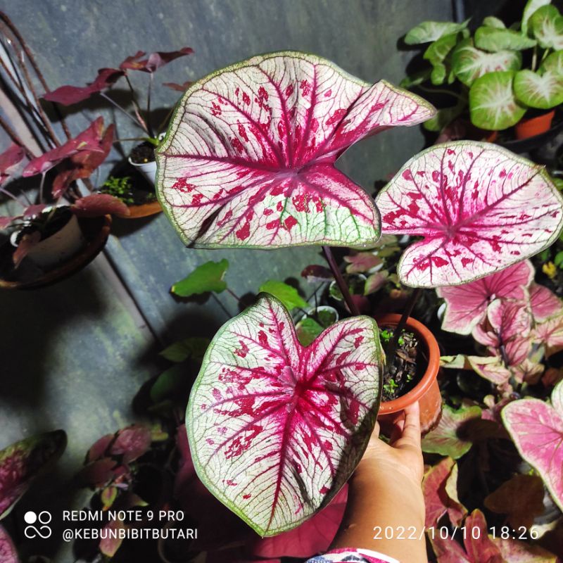 Caladium Tootsie Dewasa