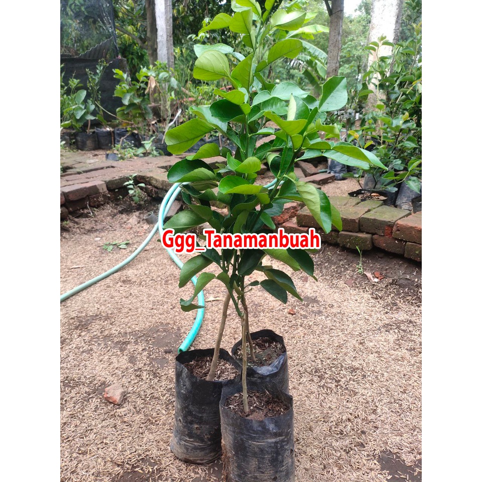 Jeruk red pamelo jumbo super