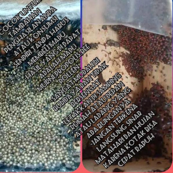UZS.18Oc22ˢ ‣ Koloni Klanceng Teuweul Trigona Kelulut Lebah Madu Bibit Lebah Kawanan Lebah Tidak Ber