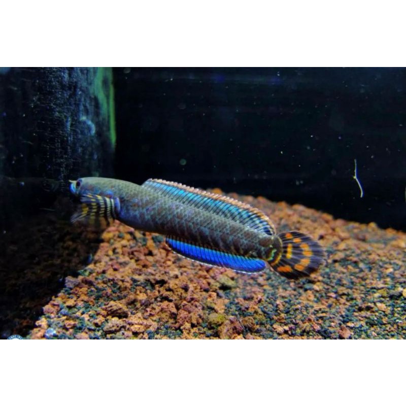 Bleheri beby chana 3-4cm dot