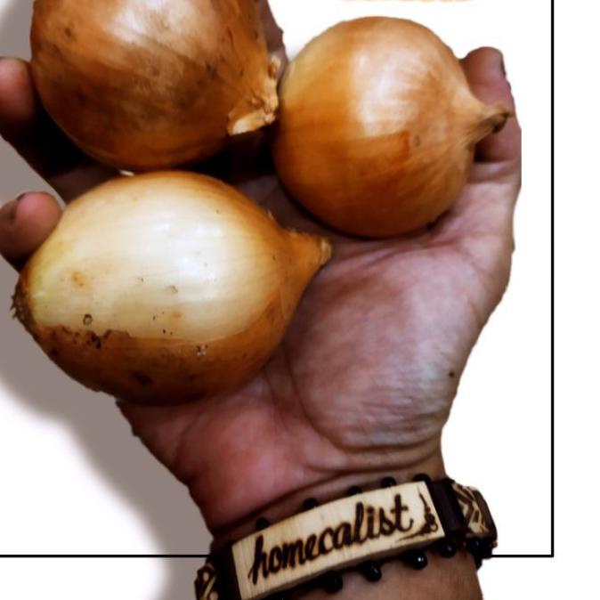 

Ready Stock ♪ヽ( ✼ BAWANG BOMBAY ❅ Baru