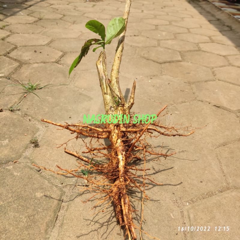 

[Fresh] BAHAN BONSAI KOPI ROBUSTA / DANGKELAN KOPI / BONGGOL KOPI