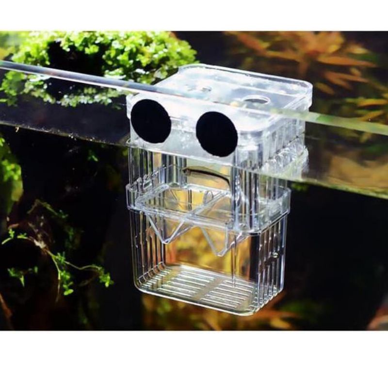 Breeding Box Guppy Isolation Box Karantina ikan