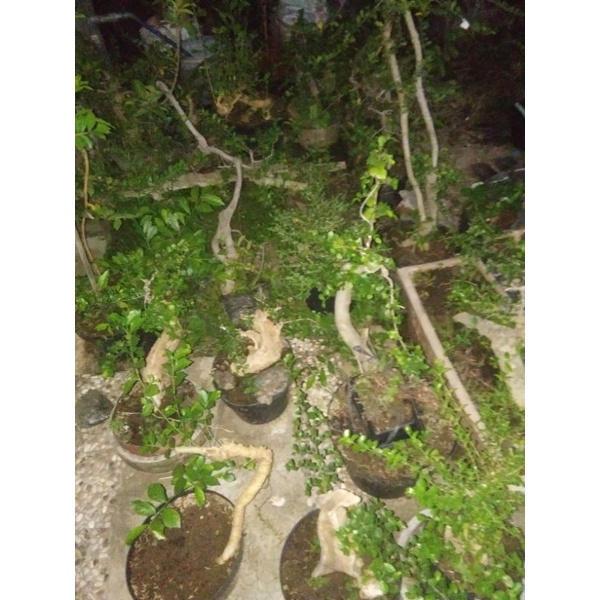 bahan bonsai serut berkarakter tua siap di percantik(harga over stok)