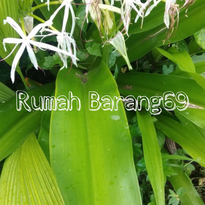 

Daun Bakung Segar 300gr