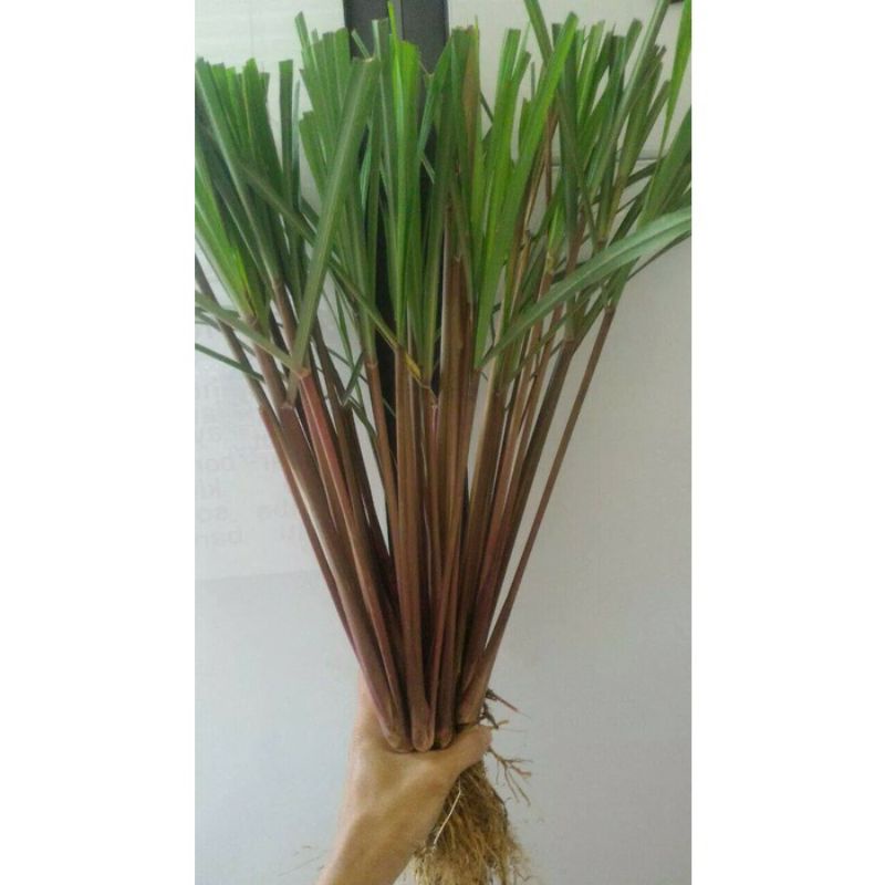 Sereh merah/sereh wangi segar 500gr