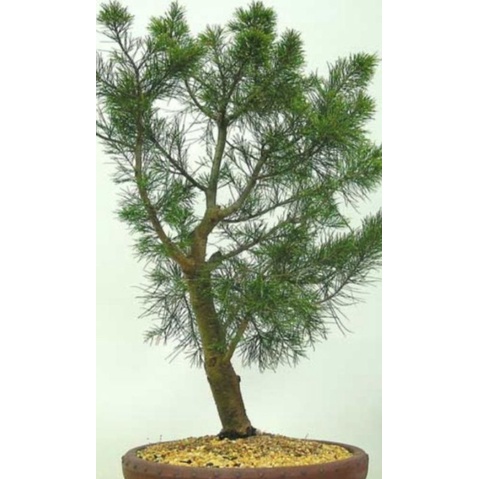 bibit cemara udang bahan bonsai