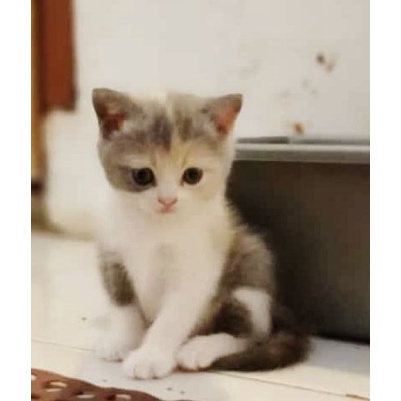 Kitten british short hair /BSH betina 2,5 bulan Pure BSH Gembul Super