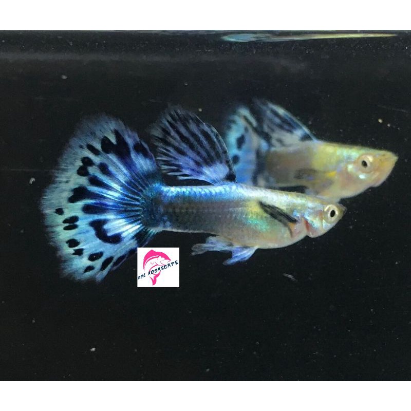 ikan hias guppy blue mosaic|Male