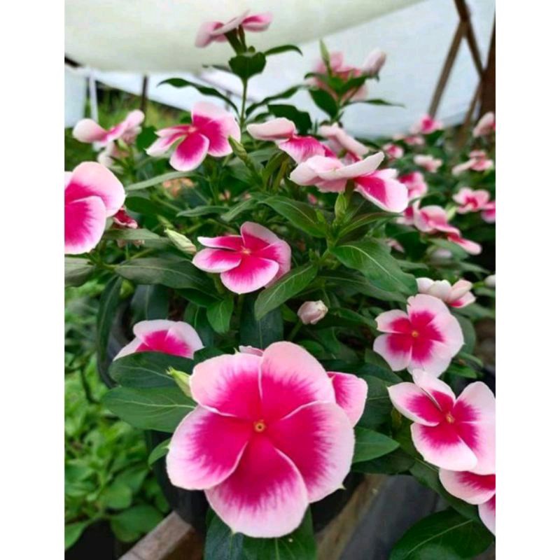 Bibit vinca Nirvana Pink Splash