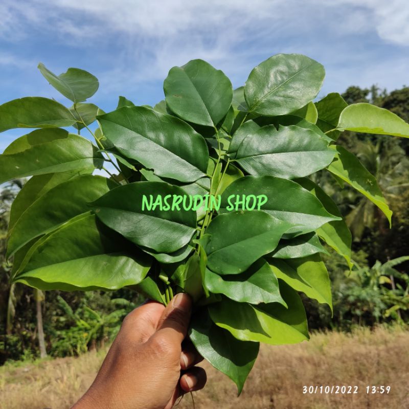 

DAUN ANGSANA SEGAR TERMURAH LANGSUNG PETIK / PTEROCARPUS INDICUS / DAUN SONOKEMBANG / ASAN / SENA / SONA / HASONA / LANGSONO / ASANA / SANA / LANGSANO / LANSANO / BABAKSANA / NARA / SANA KEMBANG