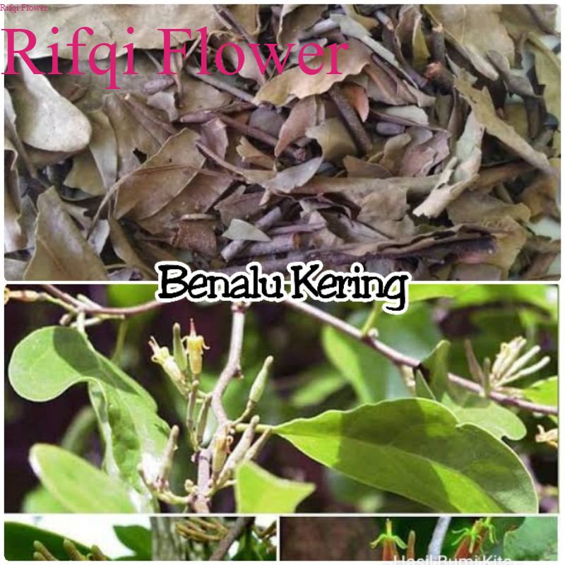 

Benalu Loranthus Kering 200 gram Bendalu menalu atau mendalu Kaya Manfaat Herbal Teh Untuk order banyak boleh chat kami duluan ya kak