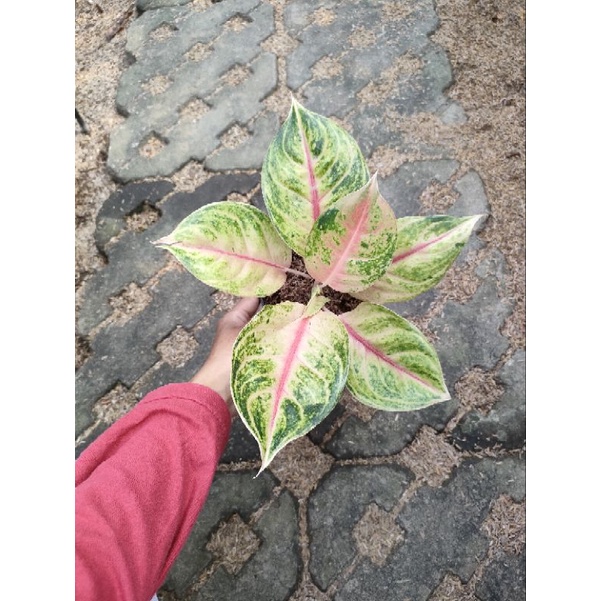 Aglonema Jamila jackpot / JJ
