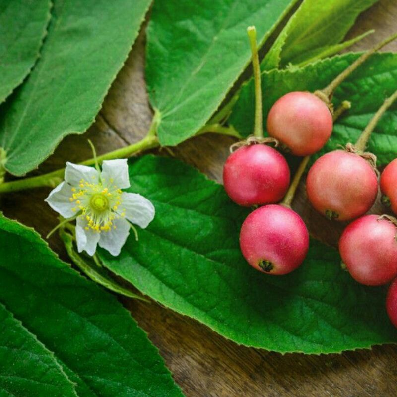 

buah kersen segar baru petik